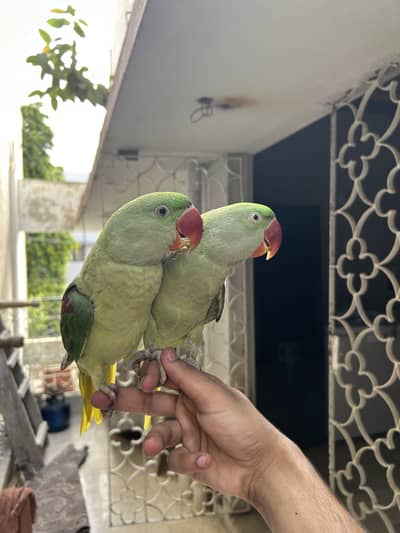 Pahari parrot (hand tamed O bite) Urgent sale