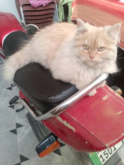 male cat