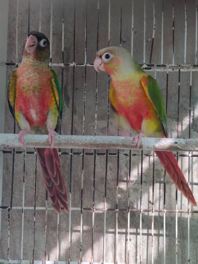 Mashallah extreme red factor pineapple, yellow sided conure nondna pcs
