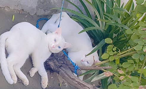 White cats have Blue eyes | Khao manee breed