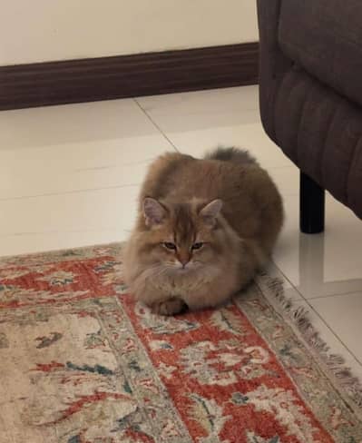 Oscar (British longhair) 8 months (male) cat