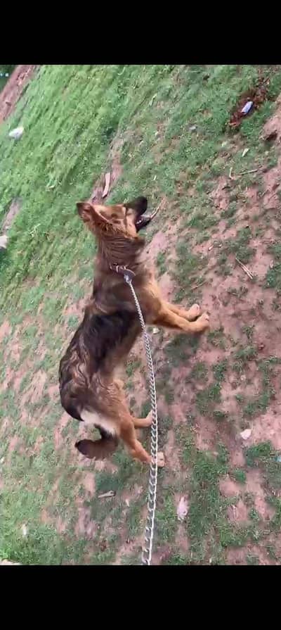 3 breeds KY dogs available hain