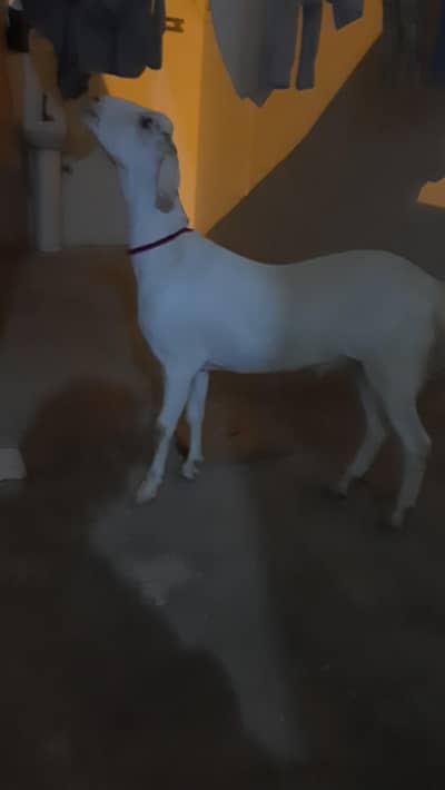 Bakra for sale 4 dant khassi
