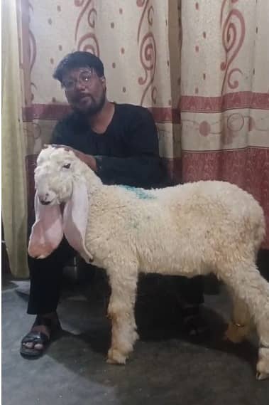 sheep | Kajla  | Chatra | sargoday kay kajle | Gulabi Kajla | goat