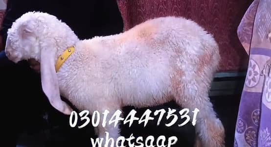 sheep | Kajla  | sargoday kay kajle | Gulabi Kajla | goat