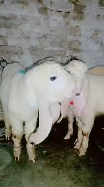 sheep | Kajla  | sargoday kay kajle | Gulabi Kajla | goat