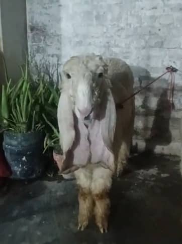 sheep | Kajla  | sargoday kay kajle | Gulabi Kajla | goat