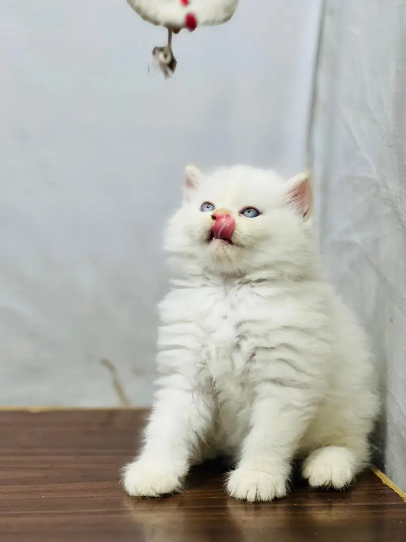 cash on delivery Persian Cats & Kittens Available — Healthy & Playful — photo 5
