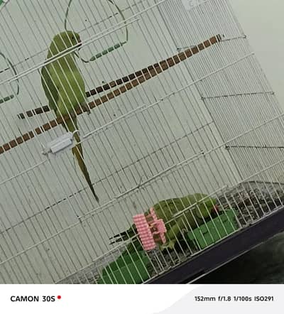 Talking Ringneck Parrot Pair For Sale