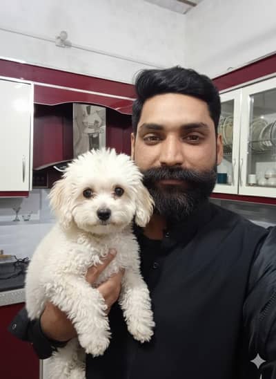 sale dogs 