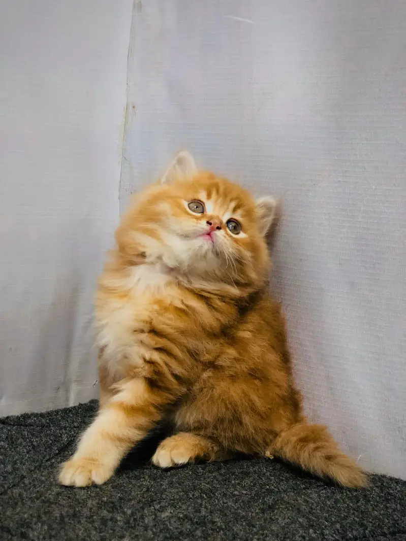 cash on delivery Persian Cats & Kittens Available — Healthy & Playful