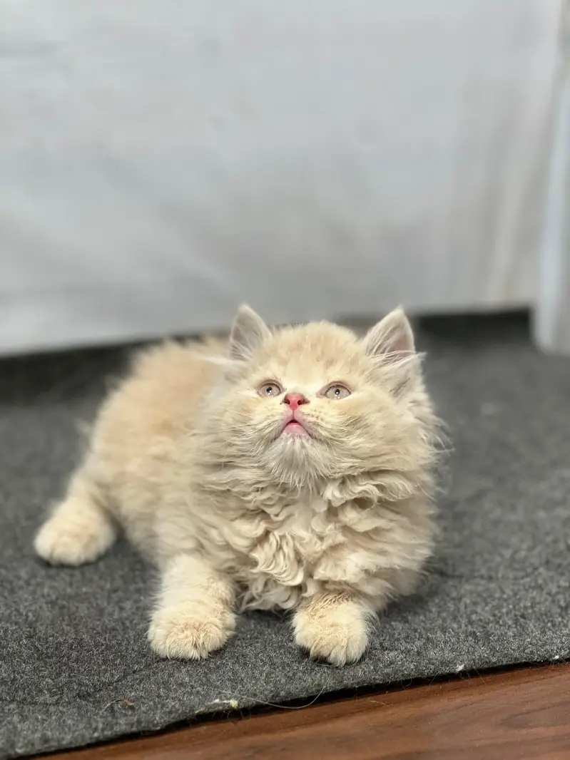 cash on delivery Persian Cats & Kittens Available — Healthy & Playful — photo 3