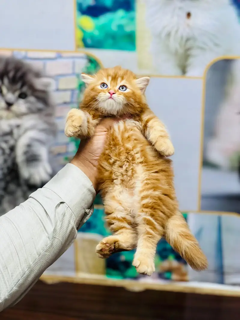 cash on delivery Persian Cats & Kittens Available — Healthy & Playful — photo 4