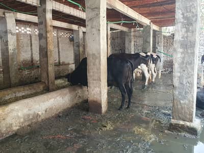 20 lakh  50 hazar 3 CROSS COWS