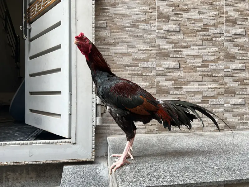 Miawali Hen,s pair For sale