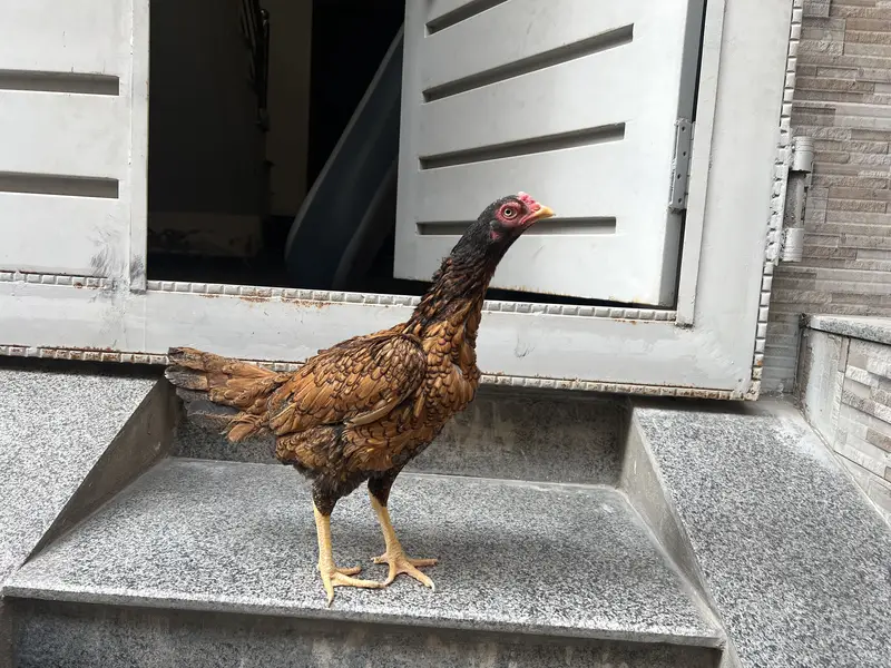Miawali Hen,s pair For sale — photo 2