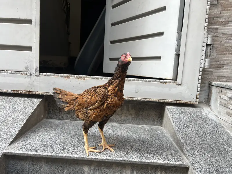 Miawali Hen,s pair For sale — photo 3