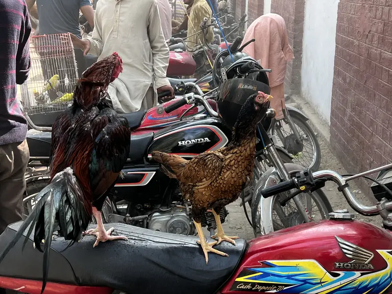 Miawali Hen,s pair For sale — photo 4