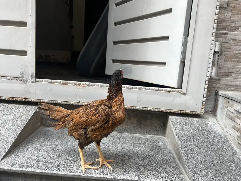Miawali Hen,s pair For sale — photo 5
