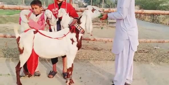 3 bacchon wali bakri sale call me 03460423873