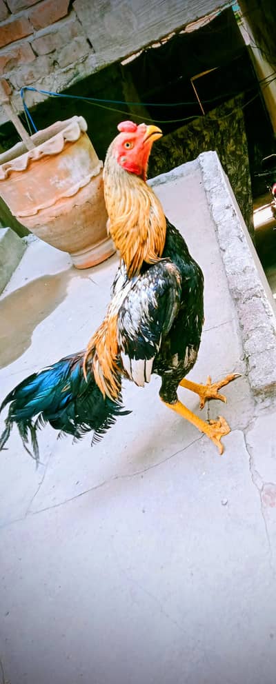 Extremely Beautiful Java Aseel. Thai And Pakistani Cross.