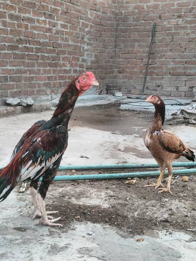 1 male 2 female