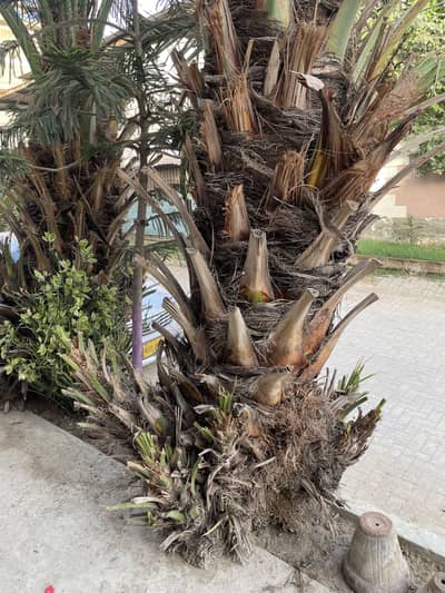 Ajwa khajoor darakht (ajwa dates plant)