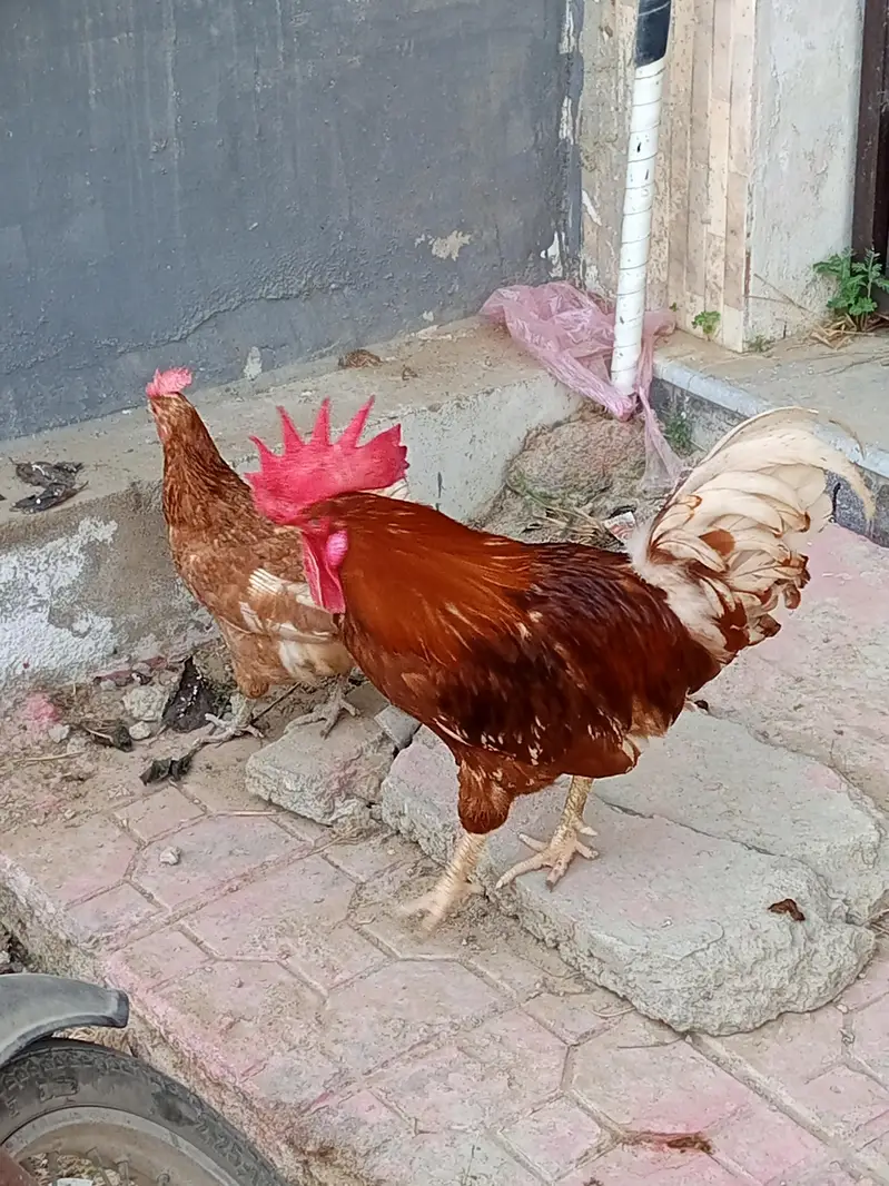 Aseel plus misri (andey sb detey hain) whole set up pakage — photo 6