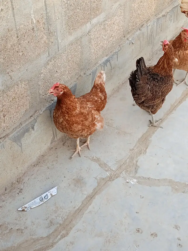 Aseel plus misri (andey sb detey hain) whole set up pakage — photo 9
