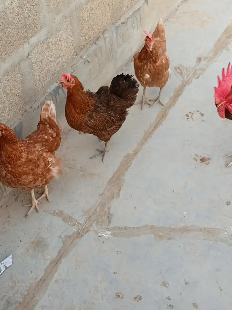 Aseel plus misri (andey sb detey hain) whole set up pakage — photo 10