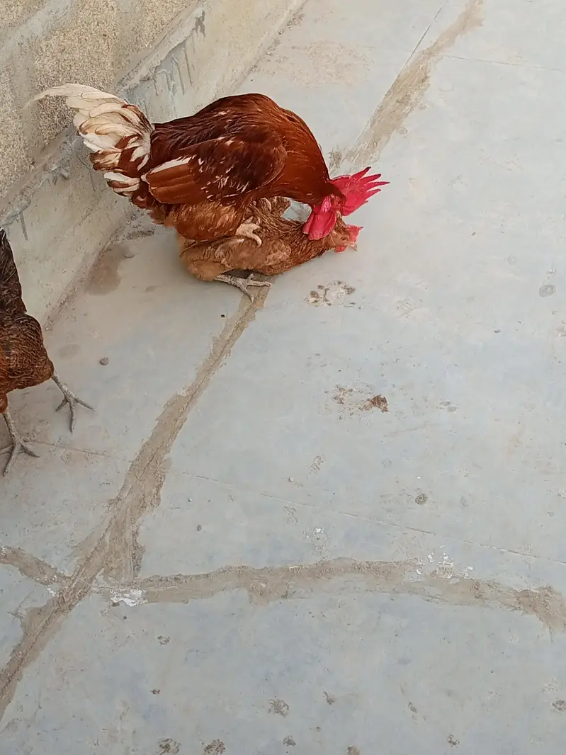 Aseel plus misri (andey sb detey hain) whole set up pakage — photo 11