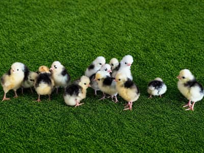 Black Polish Chicks