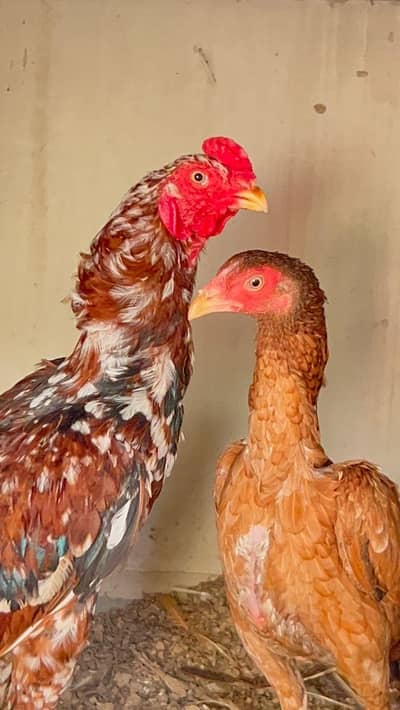 Mianwali Aseel Pair Available For Sale