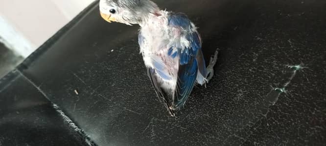 baby love bird for hand tame