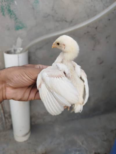 Heera Chicks for Sale