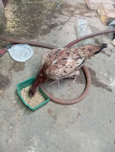 aseel kurk Madi urgent sale