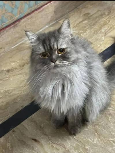 persian cat for sale 03235406733 whatsapp