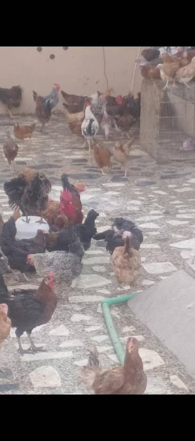 golden misri hens