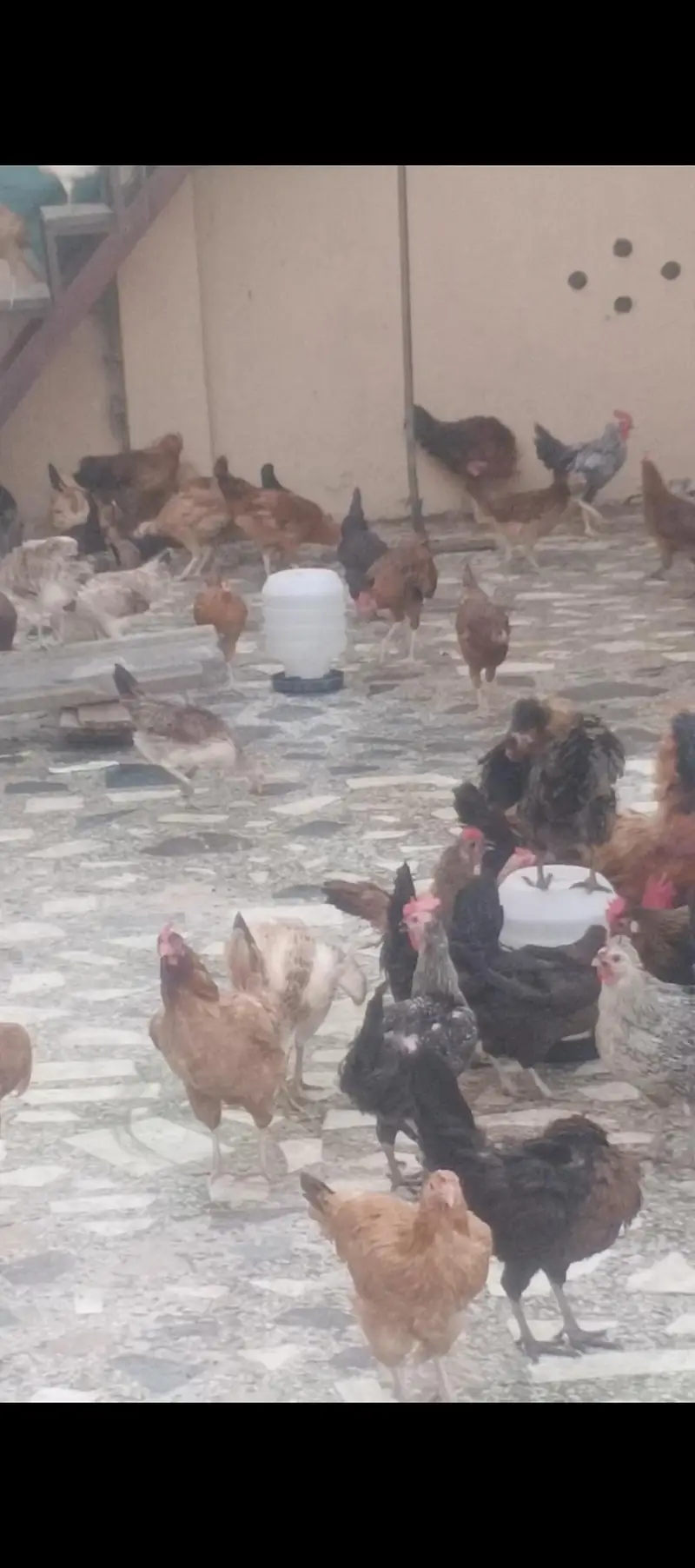 golden misri hens — photo 2