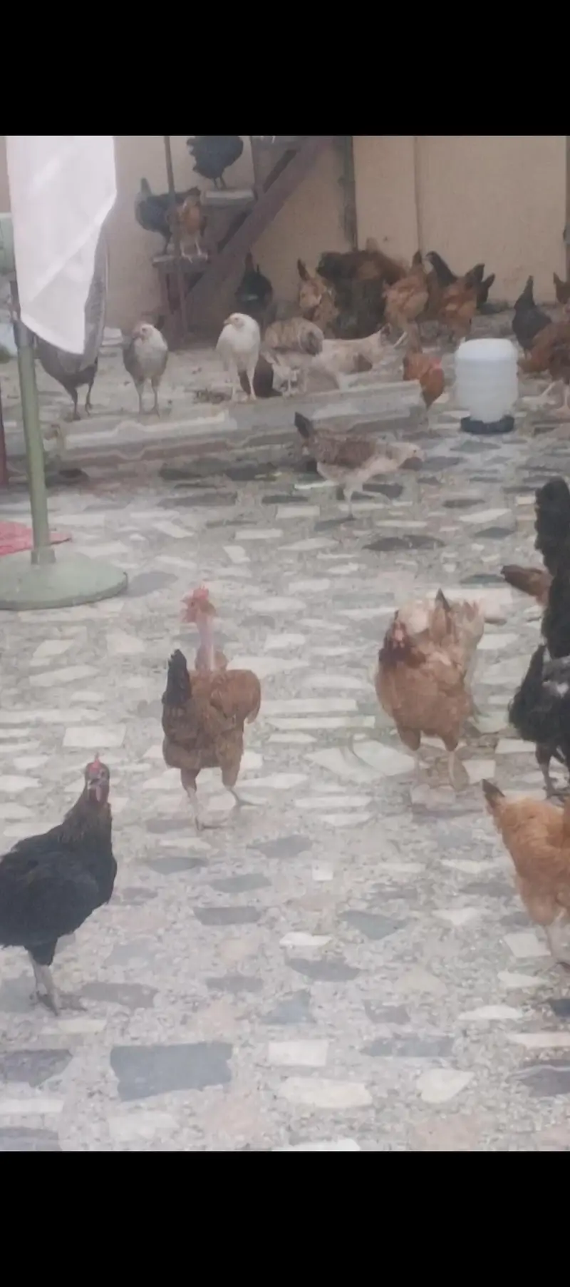 golden misri hens — photo 3