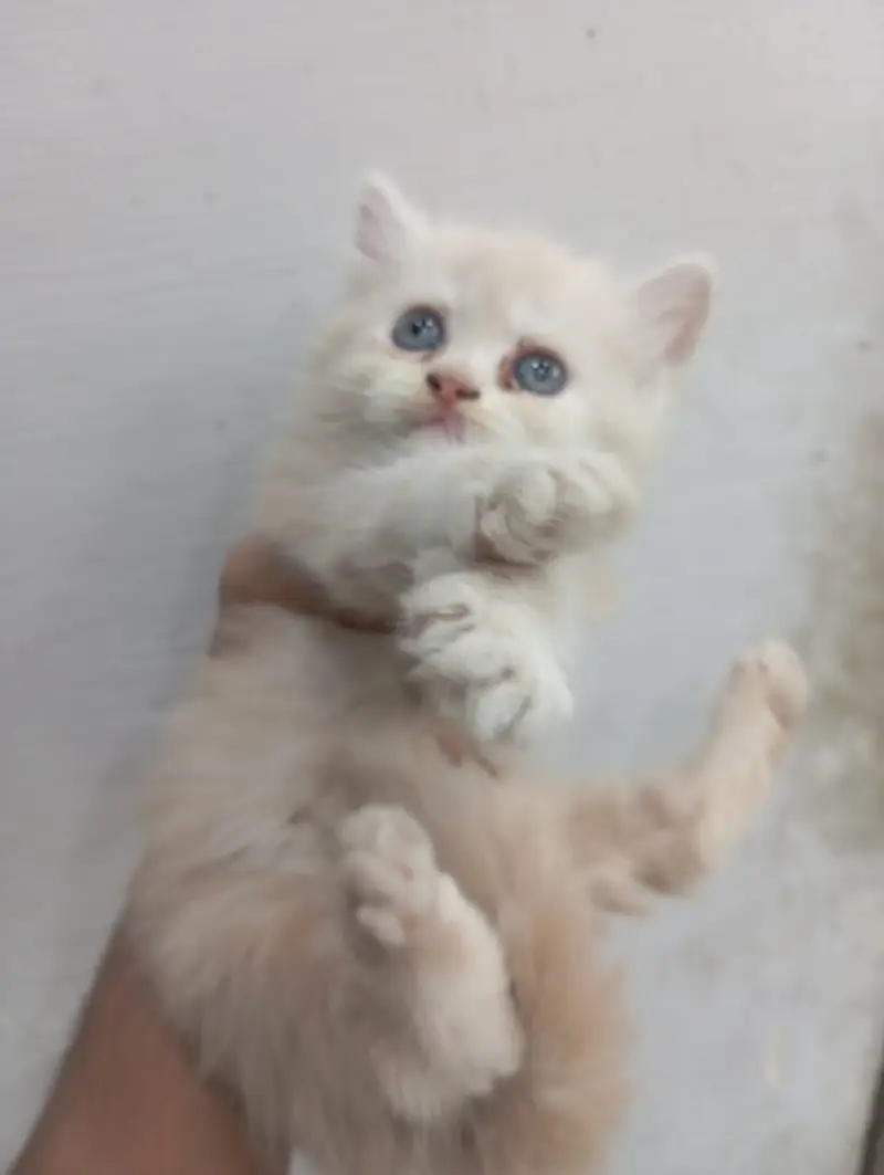 Cute 2 Female Persian Kittens | Blue Eyes | Healthy & Playful