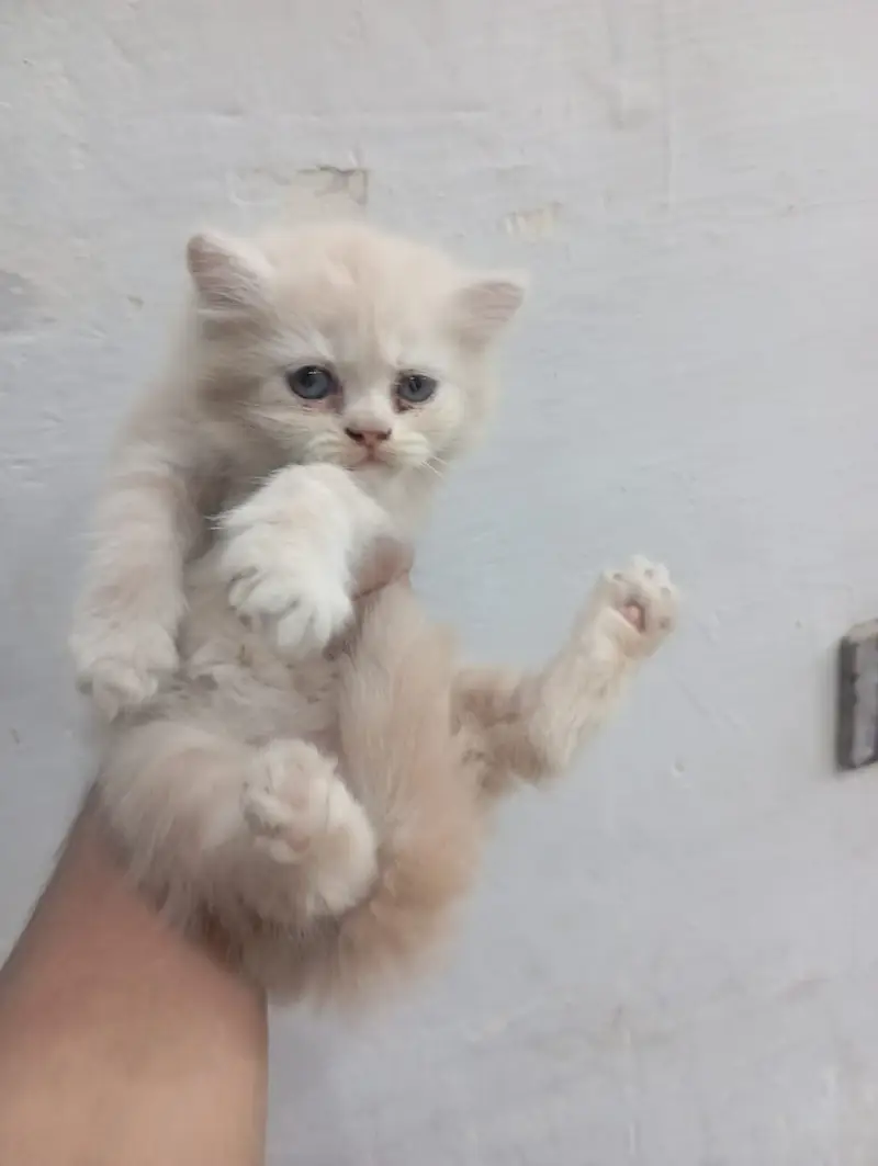 Cute 2 Female Persian Kittens | Blue Eyes | Healthy & Playful — photo 2