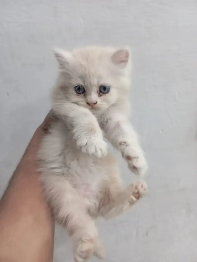 Cute 2 Female Persian Kittens | Blue Eyes | Healthy & Playful — photo 3