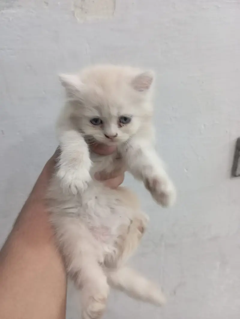 Cute 2 Female Persian Kittens | Blue Eyes | Healthy & Playful — photo 5