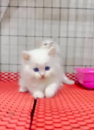 Persian cat triple kot,for sale,my WhatsApp 03476578922