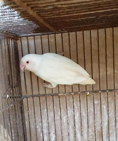 Albino Red Eyes
