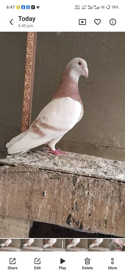 zard ban qasid pigeon breeder pair
