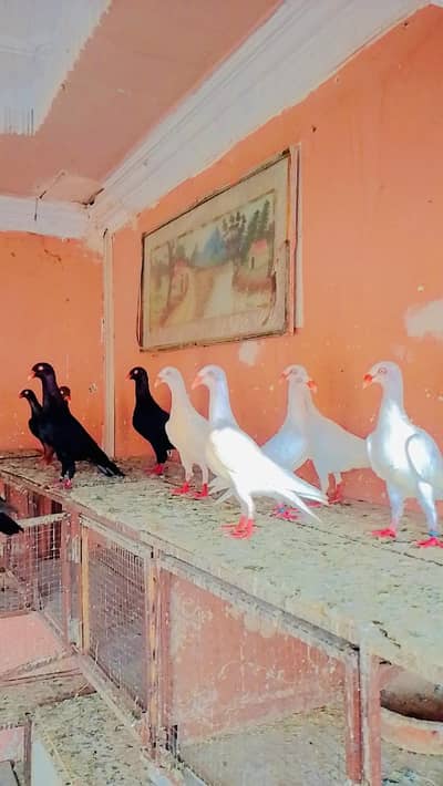 all setup for sale location Rahim yar khan