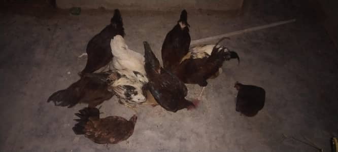 Golden Misri For Sale Urgent