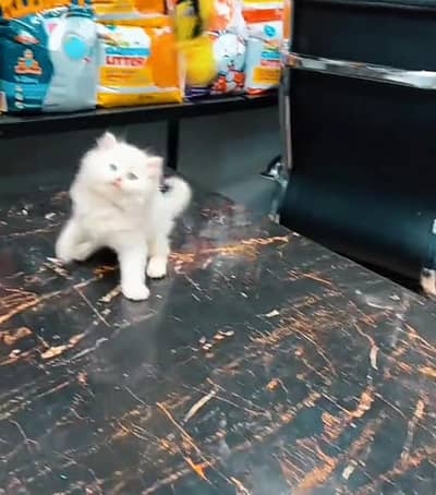 Persian cat triple kot,for sale,my WhatsApp 03476578922